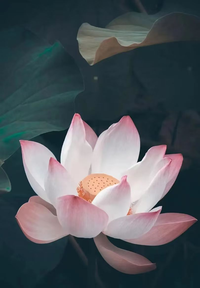1746275038127751.png image.png