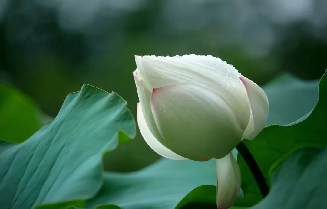 1752308763413236.png image.png