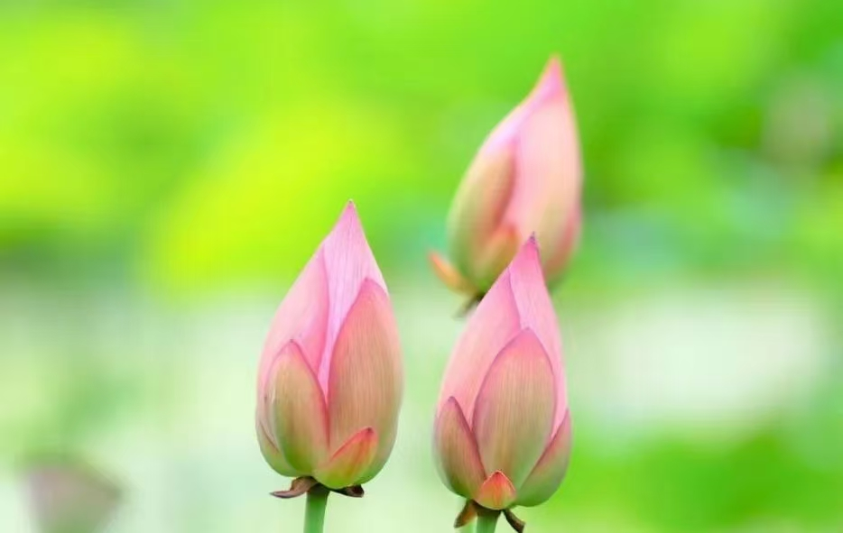1755095710117728.png image.png